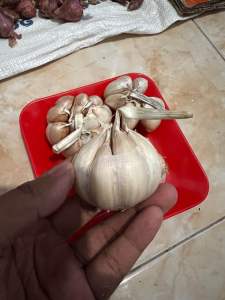 Bawang Putih 250 500 1 gram kg Fresh