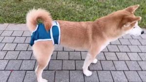 New Female Dog Physiological Pants Pet Supplies Dog Menstrual Pants Pet Princess Panties Pet Diaper Breathable Dog Clothes