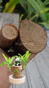 Tanaman Pohon Hanjuang Bahan Bonsai - Stek Batang Hanjuang Hijau (Dracaena Fragrance : Brazilian Wood) Dm 3-5 Cm