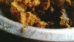 ครีมล่อผึ้งโพรง ไขล่อผึ้งโพรง สารล่อผึ้งโพรง 55-60กรัม นวตกรรมใหม่ล่าสุดสำหรับการล่อผึ้งโพรง ติดแน่น ติดนาน กลิ่นนางพญาเข้มข้น