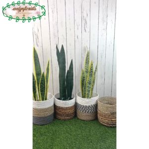 Dekorasi Ruang Aesthetic dengan Pohon Hias Lidah Mertua\\n\\nPohon hias lidah mertua latex adalah solusi sempurna untuk dekorasi ruang aesthetic Anda. Dengan berbagai warna daun dan cover pot seagrass, Anda dapat menyesuaikan tampilan tanaman hias ini sesuai dengan preferensi Anda. Artikel ini akan membahas detail produk, cara memaksimalkan dekorasi ruang aesthetic, harga, dan pembelian.\\n\\n Pilihan Warna & Desain\\n\\n Variasi Warna Daun\\n\\nTanaman lidah mertua latex ini tersedia dalam tiga variasi warna daun: hijau muda, hijau tua, dan hijau full. Anda dapat memilih warna daun yang paling sesuai dengan dekorasi ruang aesthetic Anda.\\n\\n Pilihan Cover Pot Seagrass\\n\\nCover pot seagrass tersedia dalam empat variasi warna: coklat earthtone full, putih coklat, putih zebra, dan putih abu-abu. Dengan berbagai pilihan warna, Anda dapat menyesuaikan tampilan pot dasar hitam plastik agar sesuai dengan tema ruang aesthetic Anda.\\n\\n Spesifikasi Produk\\n\\n Detail Tanaman\\n\\n- Jenis Tanaman/Daun : Lidah Mertua\\n- Tinggi Keseluruhan : +/- 63cm\\n- Bahan/Material Daun : Latex\\n- Variasi Warna Daun : Hijau Muda, Hijau Tua, Hijau Full.\\n- Jumlah Daun : 7pcs\\n- Ukuran Panjang per Daun : +/- 9-50cm\\n- Ukuran Lebar per Daun : +/- 4-6cm\\n- Ukuran Keseluruhan Lebar pohon: +/- 14cm\\n\\n Detail Pot & Cover Pot\\n\\n- Model Pot : Pot Dasar\\n- Material/Bahan Pot : Plastik\\n- Warna Pot : Hitam\\n- Tinggi Pot : 13cm\\n- Diameter Lingkaran Pot Bagian Atas : 18cm\\n- Model Cover Pot : Keranjang\\n- Diameter Cover: +/- 20cm\\n- Variasi Warna Cover Pot : Coklat Earthtone Full, Putih Coklat, Putih Zebra, Putih Abu.\\n\\n Cara Memaksimalkan Dekorasi Ruang Aesthetic\\n\\n Penempatan Pohon Hias\\n\\nUntuk memaksimalkan dekorasi ruang aesthetic, letakkan pohon hias lidah mertua latex di sudut ruangan atau di atas meja kecil. Posisikan tanaman ini agar menghadap ke arah yang memberikan pencahayaan alami, sehingga penampilannya akan semakin menonjol.\\n\\n Menggabungkan dengan Dekorasi Lainnya\\n\\nUntuk menciptakan ruang aesthetic yang sempurna, padukan pohon hias lidah mertua latex dengan dekorasi lainnya seperti lukisan dinding, bingkai foto, atau hiasan dinding. Jika Anda memiliki ruang yang cukup, tambahkan beberapa tanaman hias lainnya seperti cactus atau succulent untuk menciptakan tampilan ruang aesthetic yang lebih segar dan alami.\\n\\n Harga & Pembelian\\n\\n Harga Pohon Hias Lidah Mertua\\n\\nHarga yang tertera adalah untuk 1 pohon termasuk dasar hitam plastik, 1 cover seagrass seperti di foto dan deskripsi. Silakan pilih variasi warna daun dan warna cover pot seagrass yang diinginkan.\\n\\n Cara Memesan & Pengiriman\\n\\nUntuk memesan pohon hias lidah mertua latex ini, silakan kunjungi website kami atau hubungi kami melalui email atau telepon. Kami akan memberikan informasi lebih lanjut tentang proses pembelian dan pengiriman.\n}