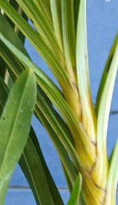 ว่านเพชรหึงด่าง หรือว่านหางช้างด่าง ด่างทั้งต้น ด่างทั้งใบ เป็นต้นไม้หายาก