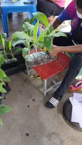 กล้ากล้วยเพาะเลี้ยงเนื้อเยื่อ คุณค่าและปลอดภัย พร้อมนำไปปลูกลงดิน ใช้เทคโนโลยีการขยายพันธุ์พื้ชในห้องแล็บปฏิบัติการแบบปลอบเซลู่ คลาสายพันธุ์แดง่าย คลาสายพันธุ์ปลอบเซลู่ ปลอบเซลู่ ส่งพร้อมถุงดำรากแน่นอน คลาสายพันธุ์ได้ในกล่องเดียว