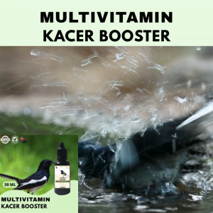Vitamin Burung Gacor 30 ml Untuk Kacer Vitamin Penggacor Burung Rekomendasi Burung Kicau
