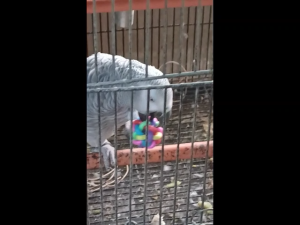 Magnifica Rainbow Rubber Ball Toy for Birds