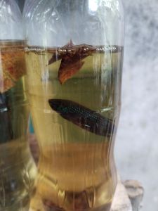 ปลากัดทุ่งใต้สายกัด25%กัดป่าลูกผสม