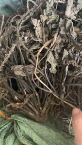 Bông mã đề cây mã đề (gói 500g) cho người tiểu dắt tiểu buốt táo bón thanh nhiệt mụn nhọt rất tốt hàng mới thơm phức