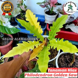 Tanaman Hias Philodendron Gergaji Golden - Gergaji Golden