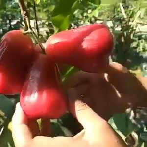 Bibit / Pohon Jambu Air Citra Super Unggul Cepat Berbuah/Berbunga