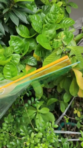 แผ่นอะคริลิคใสลาวากลิตเตอร์ทอง หนา3มม.ขนาด 25x30cm/ ทดลอง 12.5x15cm งานเลื่ยมพระ และ งานDIYต่างๆ