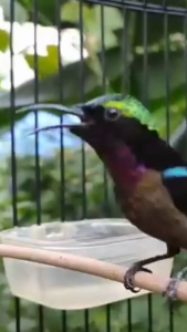 Nektar Super merah 140ml terbaik untuk Burung Kicau sumber protein lengkap untuk kebutuhan harian