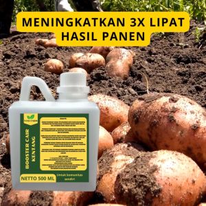 Pupuk Kentang: Pilihan Terbaik untuk Pelebat Umbi