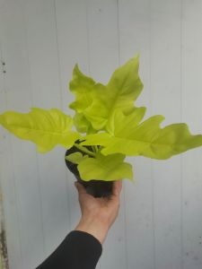 SOV Philodendron Warscewiczii Aurea Flavum Ariod Indoor Plant Rare Plant Unique Plant Real Live PlantPokok Hidup