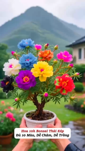 Gốc Hoa 10 Giờ Bonsai Thái Kép To Đẹp Nhiều Màu Sắc Dễ Trồng Hoa Nở Đẹp 4 Mùa (Mua 5 Gốc Tặng 1)