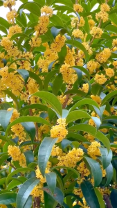 ชาหอมหมื่นลี้แห้ง "ชาดอกกุ้ยฮวา" หอมหมื่นลี้ ชาหอมหมื่นลี้ ชาดอกไม้