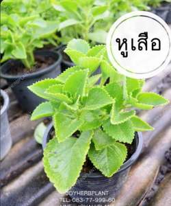 ต้นพันธุ์ใบหูเสือออแกนิก บรรจุในถุงดำ4“