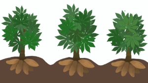 4Tree 1 ซอง + Amino Black 250 ml ชุดระเบิดหัวมัน (เล็ก) เร่งราก 100% สร้างแป้ง 4-5 ไร่ ของแท้