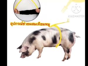 เสริมสร้างกลุ่มผสมเทียมหมูจากไทย A.I. Buddy สำหรับการผสมเทียมสุกร ตัวช่วยผสมเทียมหมู เดือย 5 ตรม