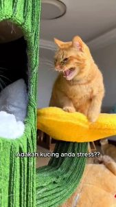 PAWSONA Calming Diffuser for Cat 48ml | 30 Days Stress Free | Reduce Anxiety & Scratching Feline Pheromone Home Multicat