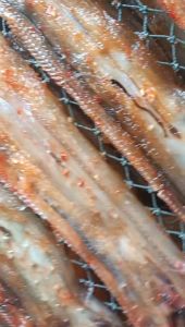 KHÔ CÁ KHOAI CHẺ ĐÃ BỎ ĐẦU TẨM VỊ VỪA ĂN -  ĐẶC SẢN NHA TRANG