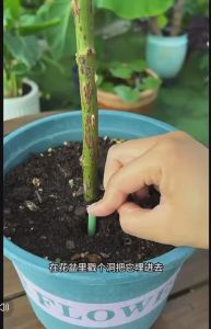 YiGo (Plant Nutrient Sticks) Universal Home Use NPK Nitrogen Phosphorus Potassium Fertilizer for Green Plants 植物肥料 肥料