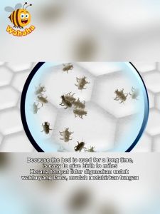 Wahaha Nano Silver Mites spray Bed Bug Spray Dust Mite Remover Sleep Tite Semburan Penghilang Hama Kutu Busuk Pepijat