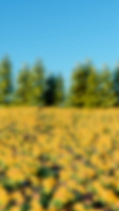 Biotalk Honey Calendula Body Wash | 300 ml | No SLS/SLES | Sabun Mandi Cair Natural | Melembabkan dan Menenangkan