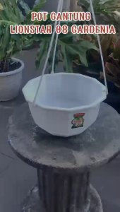 Pot Bunga Tanaman Gantung Gardenia 06 Putih Lion Star - GARDENIA 06 PUTIH ORIGINAL