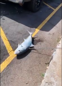 As baja bintik dengan ukuran 5mm dan 7mm panjang 100cm