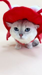 [สินค้าราคาพิเศษ] ชุดหมาแมวแฟนซี ล็อบสเตอร์แดงจี๊ดจ๊าด | CLAWSET.BKK