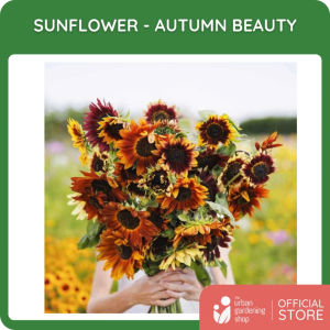 Premium Non-GMO Seeds - Sunflower - Autumn Beauty