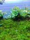 aquatic p.indah