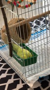 1แถม1 ถ้วยอาหารนก ถ้วยน้ำนก ทรงสี่เหลี่ยม ที่ให้น้ำ ให้อาหารสำหรับนก นกแก้ว อุปกรณ์นก เลี้ยงนก ถ้วยน้ำนกจุก อ่างอาบน้ำนก นกอาบน้ำ