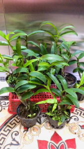 Dendro Cây Trung Đủ Màu – Thỏ Đỏ 10 Bích ALBA HXP 5% Pensoda – Giao Ngẫu Nhiên - MAI HUY