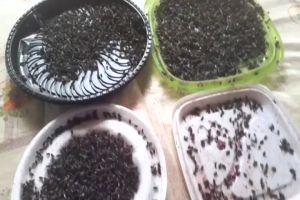 RALAT Racun Lalat (100 ml) Mati Seketika Pembasmi Lalat 100% Ampuh Pembasmi Lalat Buah