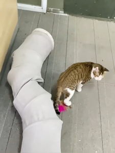 HATELI Collapsible Cat Tunnel S Shape Cat Tunnels for Indoor Cats Kittens Play Tube with Ball Pet Interactive Toys