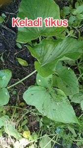 Daun Keladi Tikus Tanah Segar / Daun Talas Kajar Kuping Kelinci Segar Herbal Alami