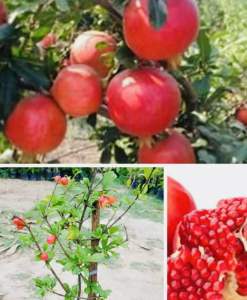 ต้นทับทิมแดงมารวย ปลูกสร้างรายได้ ติดผลเร็ว สูง70-90ซ.ม แบบกิ่งตอนกิ่งตอน - เป็นไม้มงคลนิยมปลูกไว้ในบ้าน - 6 เดือน-1ปี เริ่มให้ผลผลิต -ผลเป็นสีแดงเลือดนก -เนื้อด้านในเม็ดใหญ่ทานอร่อย