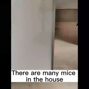 🐭หนูได้กลิ่นจะวิ่งหนีไป🐭 ลูกเหม็นไล่หนู ที่ไล่หนู กำจัดหนู 5ชิ้น รวดเร็วและมีประสิทธิภาพ ปลอดภัยไร้สารพิษ ยา