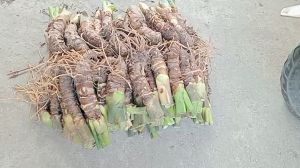 combo 100 củ ráy voi giống trồng công trình