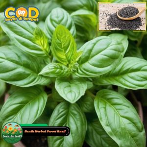 100 BUTIR BIJI/BENIH TANAMAN HERBA SWEET BASIL