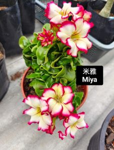 Mini Adenium Obesum Bonsai ID Miya 米雅 迷你富贵花
