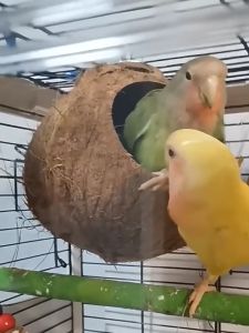 CoralCove หญ้ารองบ้านนก กรงนก มอสปูพื้น ตะไคร่น้ำ มอส หญ้าราฟฟี่ ขนเป็ด ใยมะพร้าว อ่อนนุ่ม นุ่ม ระบายอากาศได้ดี สำหรับรองกรงนก บ้านนก