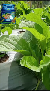 FUNGISIDA BAROZEB BLUE 85 WP 1KG | Mancozeb Biru Plus Silika