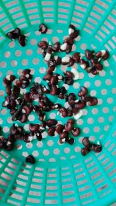 จำนวน 1 กก.เมล็ดใหม่ปี 68 เมล็ดพันธุ์กระเจี๊ยบแดงซูดาน ปลูกง่าย ใช้ประโยชน์ได้ทั้งต้น! ทำเป็นอ่อน กินได้ทั้งใบ ทำเป็นเมล็ดพันธ์ได้ อัตรางอกดี