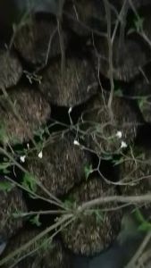 Anak Pokok Sweet Cherry/Ceri Manis