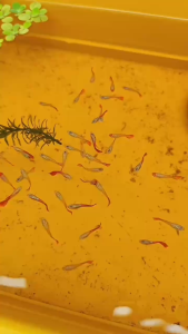 Hủ 100g Cám Tảo Xoắn Thức Ăn Cá Bảy Màu Betta Guppy Cá Vàng – Hỗ Trợ Tiêu Hóa Bổ Sung Chất Xơ Tăng Cường Miễn Dịch