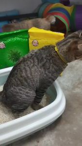 Boqi factory ทรายเต้าหู้ ผสมเบนโทไนท์ ไม่สามารถทิ้งลงชักโครก  Cat Litter SDHS22 ลาเวนเดอร์