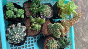 Combo 7 BẦU XƯƠNG RỒNG ngẫu nhiên không trùng nhau size bầu 5-7cm- giá cực sốc- sen đá Đà Lạt