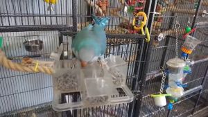 Foraging Carousel - Bolt On